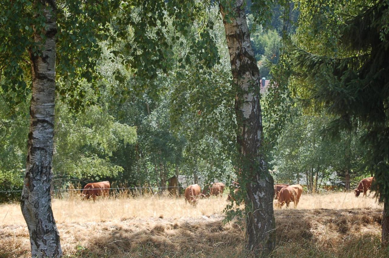 Zaunkönig 1. Villa Tanne Dış mekan fotoğraf